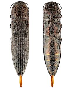 Euryspilus sp. Hirsute, PL5688, female, from Lepidosperma hispidulum, EP, 9.9 × 2.4 mm